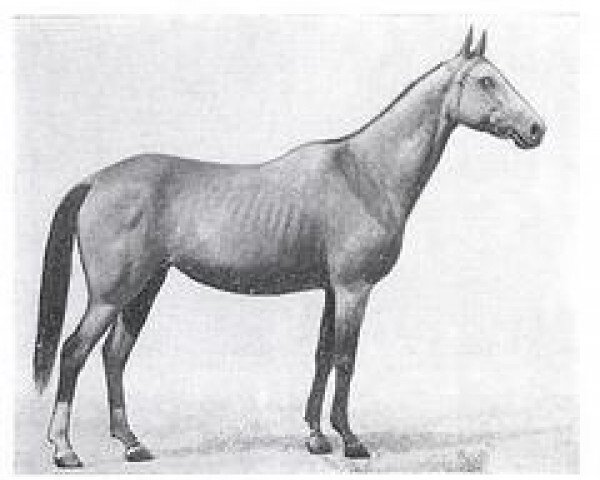 broodmare Sabyrli (Akhal-Teke, 1975, from Sektor)