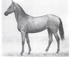 broodmare Terbash (Akhal-Teke,  , from Telekush)