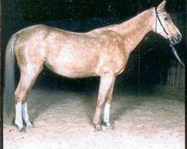 broodmare Aksona 19 (Akhal-Teke, 1986, from Pudok)