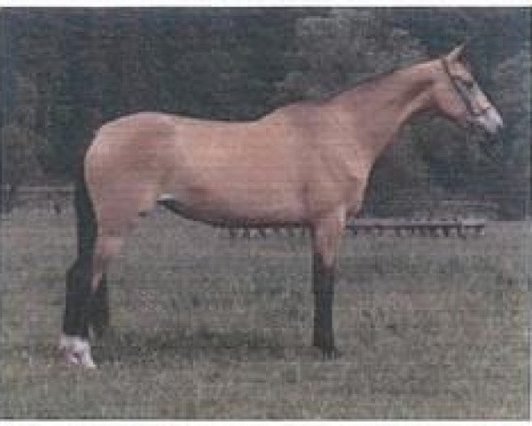 broodmare Alikli (Akhal-Teke, 1983, from Kambar)