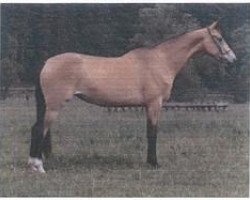 broodmare Alikli (Akhal-Teke, 1983, from Kambar)