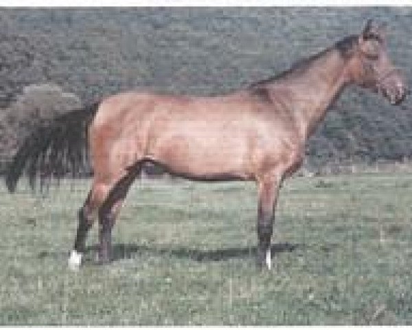 broodmare Amara 4 (Akhal-Teke, 1982, from Ararat)