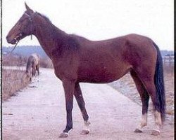 horse Galateya (Akhal-Teke, 1985, from Dornazarbek)