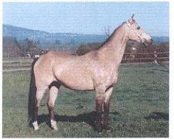 broodmare Gul (Akhal-Teke, 1979, from Junus)