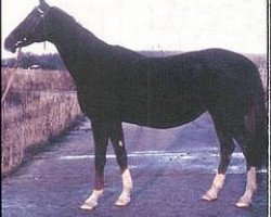 broodmare Gumri (Akhal-Teke, 1986, from Toretai)