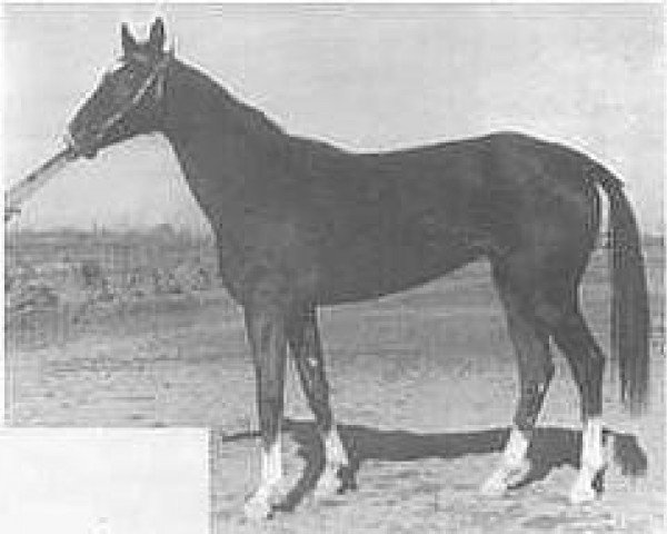 broodmare Dabarali (Akhal-Teke, 1971, from Senagat)