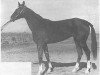 broodmare Dabarali (Akhal-Teke, 1971, from Senagat)