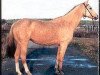 broodmare Doigurgush (Akhal-Teke, 1987, from Pervaz)