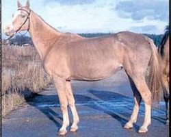 broodmare Enegul 47 (Akhal-Teke, 1986, from Azdepel)