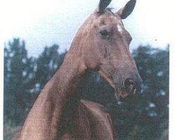 broodmare Melegul (Akhal-Teke, 1978, from Vatanchi)