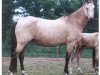 broodmare Mikuna (Akhal-Teke, 1985, from Melgun)