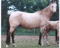 broodmare Mikuna (Akhal-Teke, 1985, from Melgun)