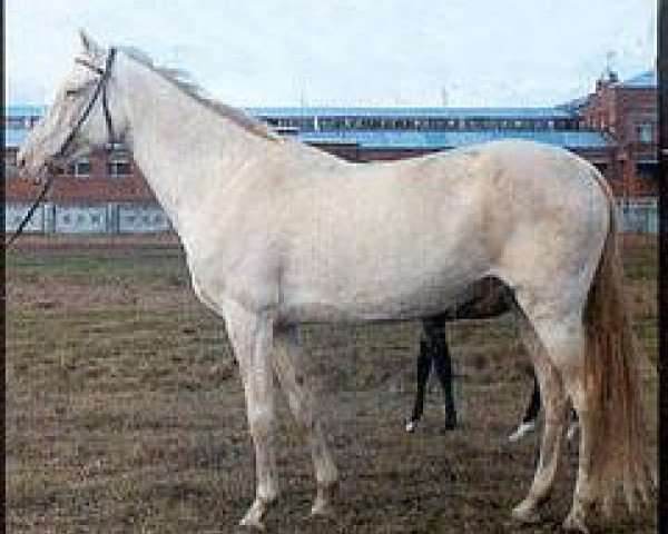 broodmare Mumme 20 (Akhal-Teke, 1987, from Kaltaman)