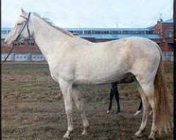 broodmare Mumme 20 (Akhal-Teke, 1987, from Kaltaman)