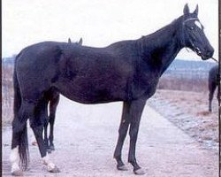 horse Sona (Akhal-Teke, 1987, from Azdepel)