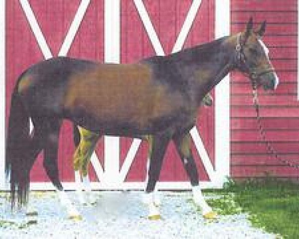 broodmare Agniya (Akhal-Teke, 1994, from Amelit 12)