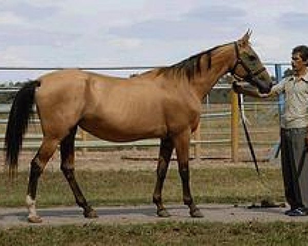 broodmare Azgul (Akhal-Teke, 1988, from Zergiar)