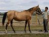 broodmare Azgul (Akhal-Teke, 1988, from Zergiar)