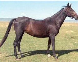 horse Aibibi 19 (Akhal-Teke, 1986, from Kerzi)