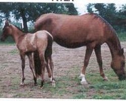 horse Ayla (Akhal-Teke, 1990, from Melgun)