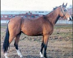 Pferd Akkol (Achal Tekkiner, 1990, von Kortik)