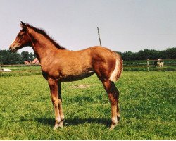 broodmare Wellcome (Hanoverian, 1992, from Weltmeyer)