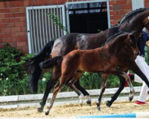 dressage horse Hengst von Confess Color / Sarkozy (Oldenburg, 2021, from Confess Color)