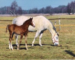 broodmare Lyra Ly (Oldenburg, 1992, from Last Trump xx)