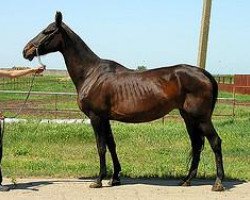 broodmare Alakol (Akhal-Teke, 1995, from Kortik)