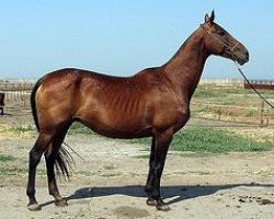 horse Algama (Akhal-Teke, 1994, from Melekush)