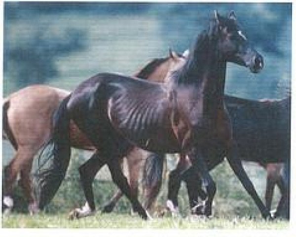 horse Alycha (Akhal-Teke, 1991, from Kajschli)