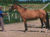 broodmare Amga (Akhal-Teke,  , from Gajdamak)