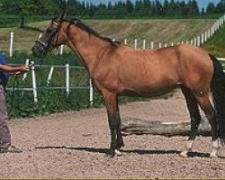 broodmare Amga (Akhal-Teke,  , from Gajdamak)