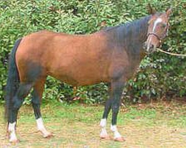 horse Anastasia (Akhal-Teke, 1991, from Azal)