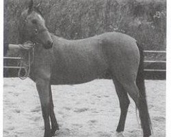 horse Angema 12 (Akhal-Teke, 1989, from Agnets 10)