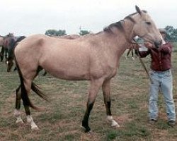 horse Anemona (Akhal-Teke, 1994, from Amelit 12)