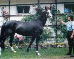 broodmare Arakvi-Gindubara (Akhal-Teke, 1983, from Horog)