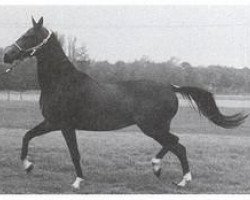 horse Ariya (Akhal-Teke, 1989, from Parakhat)