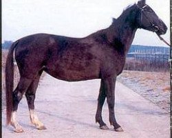 broodmare Ataka (Akhal-Teke, 1988, from Posman)