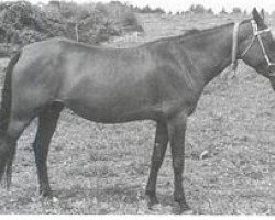 horse Ateschgiah (Akhal-Teke, 1992, from Melgun)