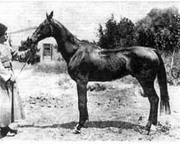 stallion Boinou (Akhal-Teke, 1885, from Lelyaning-Chep)