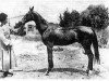 stallion Boinou (Akhal-Teke, 1885, from Lelyaning-Chep)