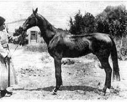 stallion Boinou (Akhal-Teke, 1885, from Lelyaning-Chep)