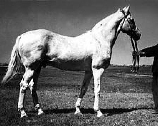 stallion Arab 26 (Akhal-Teke, 1930, from Ag-Ishan)