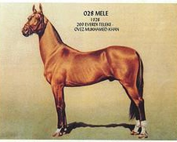 stallion Mele (Akhal-Teke, 1928, from Everdi Teleke)