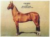 stallion Mele (Akhal-Teke, 1928, from Everdi Teleke)