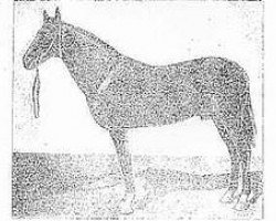 stallion Tillia Kush (Akhal-Teke, 1926, from Toporbai)