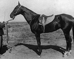 stallion Dor-Depel (Akhal-Teke, 1930, from Toporbai)