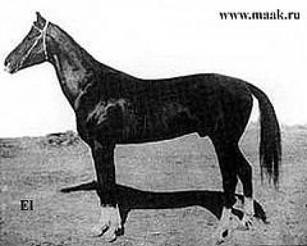 stallion 100 El (Akhal-Teke, 1932, from Tugurbai)