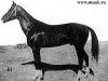 stallion 100 El (Akhal-Teke, 1932, from Tugurbai)